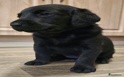Labrador Retriever dogs for sale: KC Reg Fully Health Tested Black Labrador Puppies - Image 22