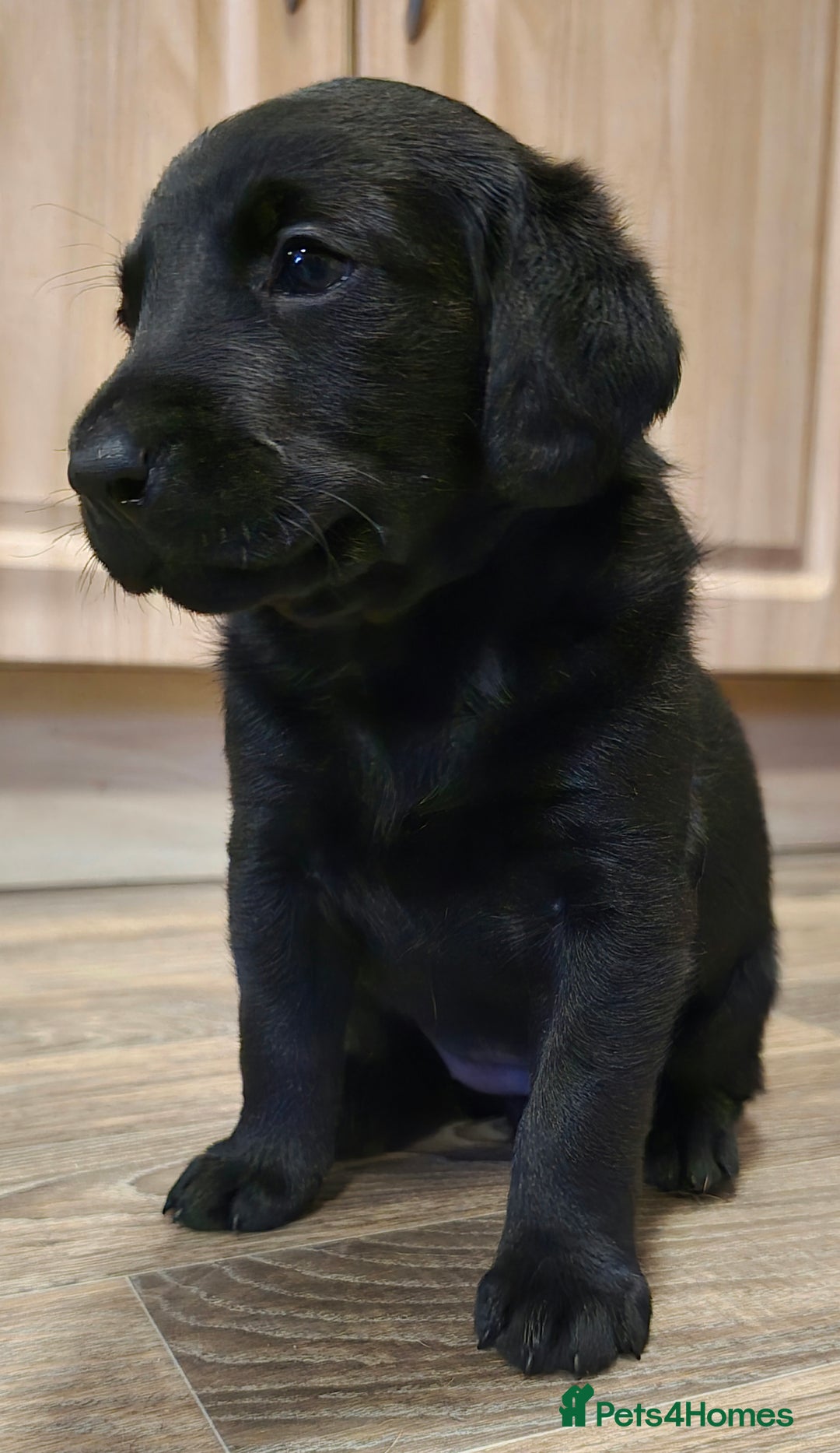 Labrador Retriever dogs for sale: KC Reg Fully Health Tested Black Labrador Puppies - Image 22