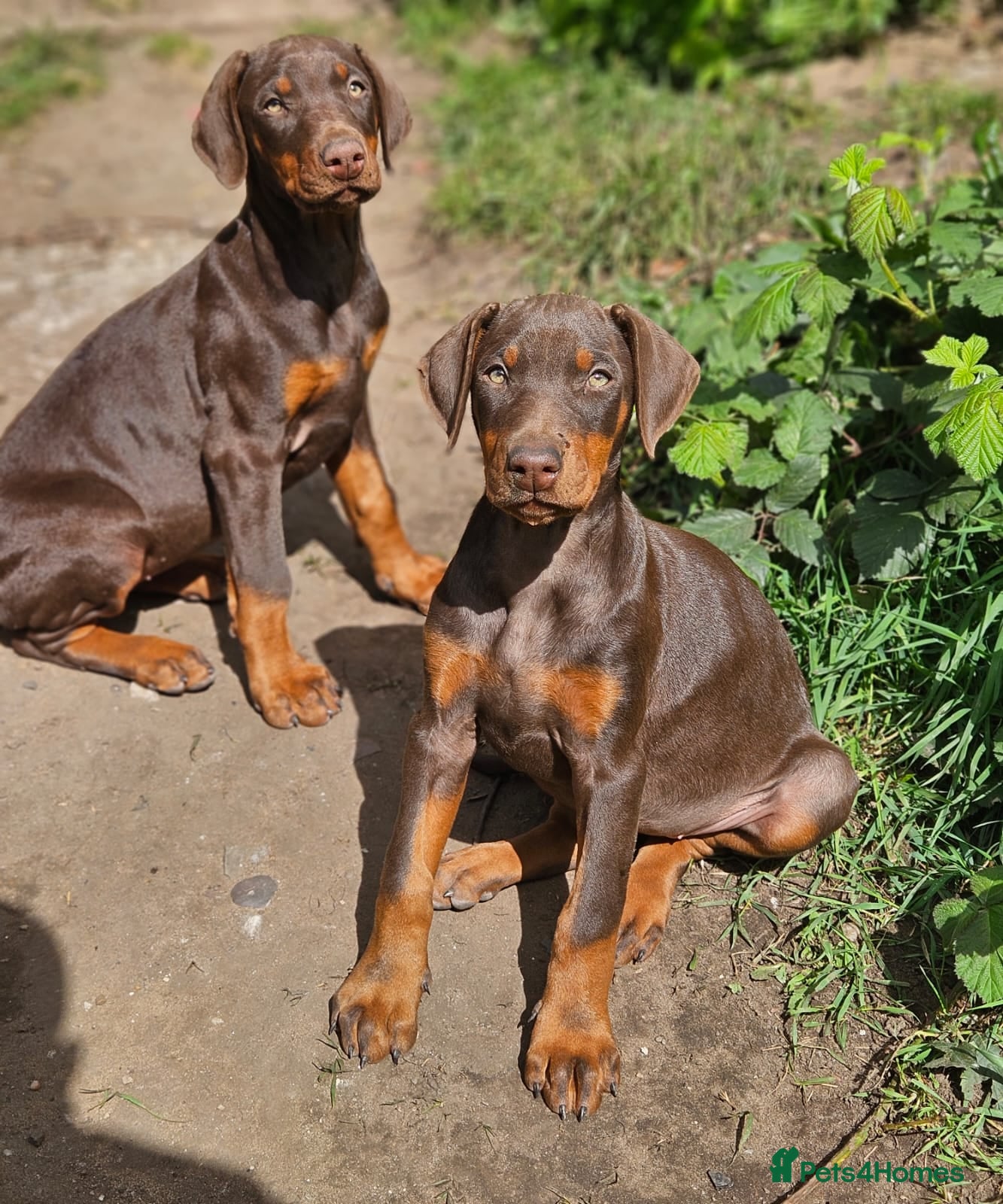 Dobermann dogs 🔥Ready now Top Quality 🏆 KC Registered pup's 🐾 - Advert 8
