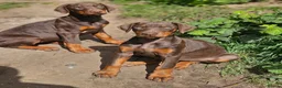 Dobermann dogs for sale: 🔥Ready now Top Quality 🏆 KC Registered pup's 🐾 - Advert 12