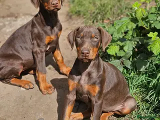 Dobermann dogs 🔥Ready now Top Quality 🏆 KC Registered pup's 🐾 - Advert 8