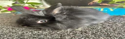 Lionhead rabbits for sale: 🦋Pure breed Teddy lionheads 🦋 - Advert 11