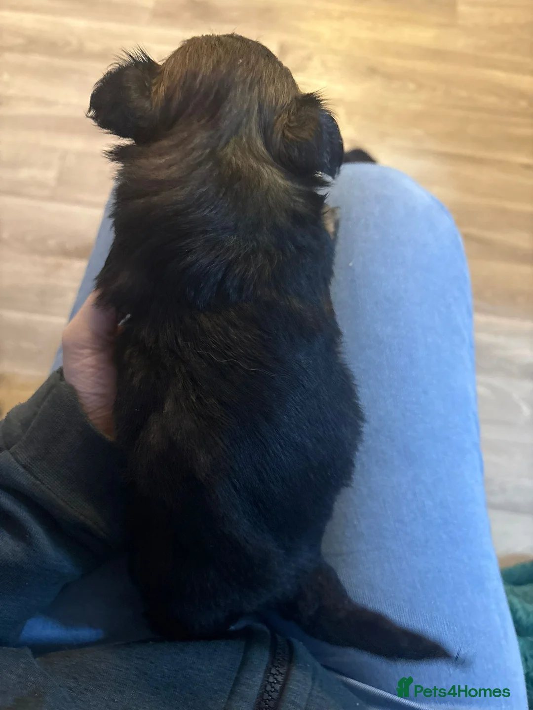 Mixed Breed dogs for sale: Maltipom puppies are now ready for new homes - Advert 36