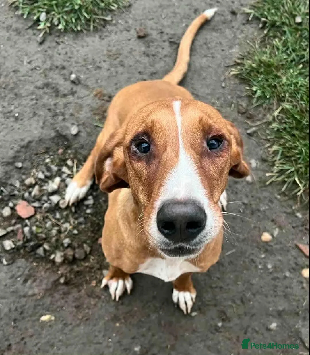 Mixed Breed dogs for adoption: Tess! - Advert 2