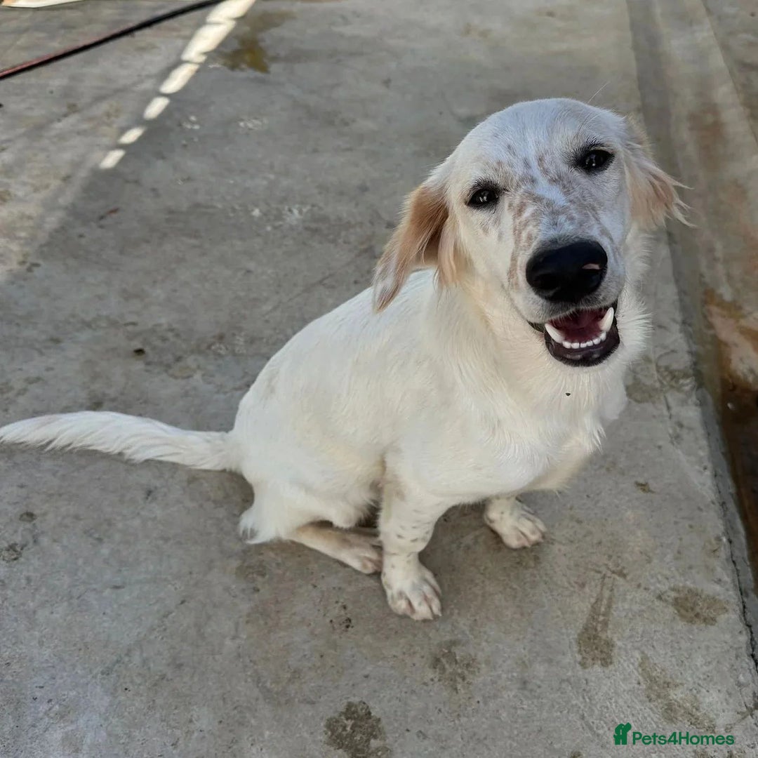 Mixed Breed dogs for adoption: Roo (Spaniel/Setter mix) - Image 16
