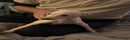 Italian Greyhound dogs for sale: Fully vaccinated white male Italian greyhound  - Advert 3