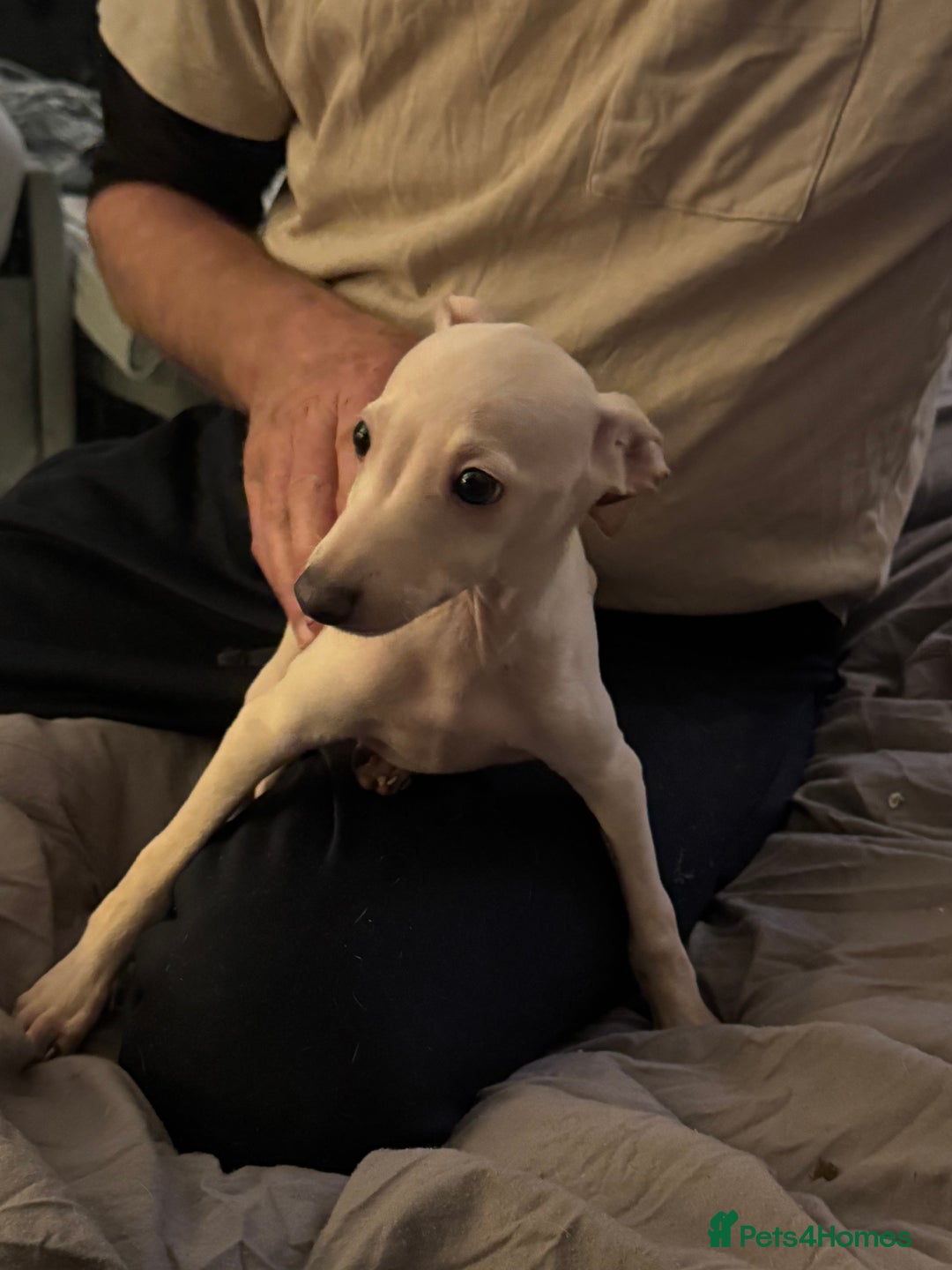 Italian Greyhound dogs for sale: Fully vaccinated white male Italian greyhound  - Advert 3