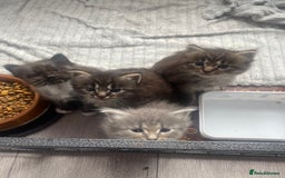 Maine Coon cats for sale: Maine coon mix - Image 2