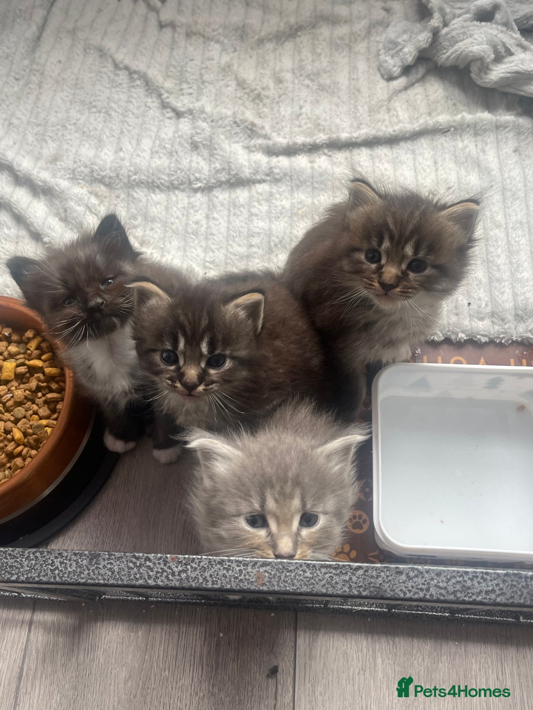Maine Coon cats for sale: Maine coon mix - Image 2