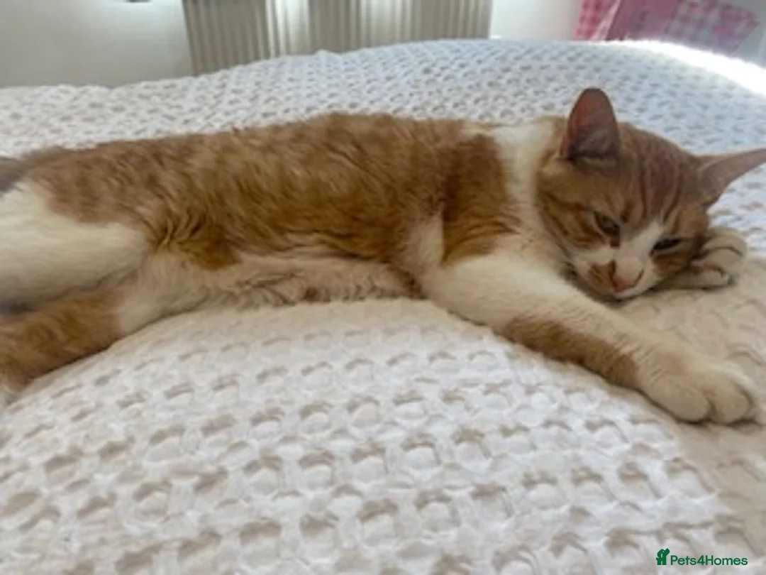 Mixed Breed cats for sale: 2 bonded cats looking for forever home - Advert 5