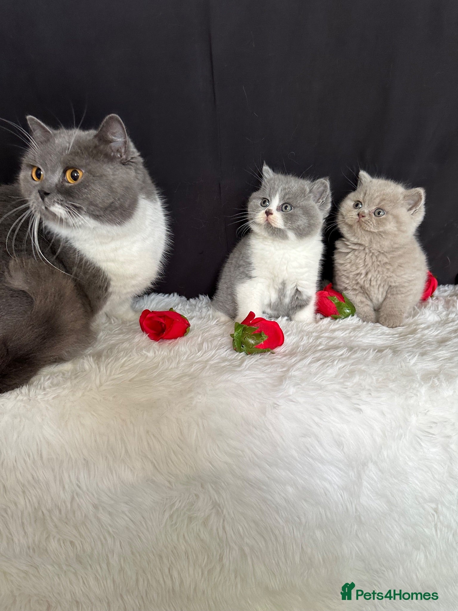 British Shorthair cats for sale: FULL PEDIGREE REGISTERED BSH  - Advert 2