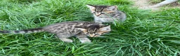 Mixed Breed cats for sale: Beautiful kittens  - Advert 2