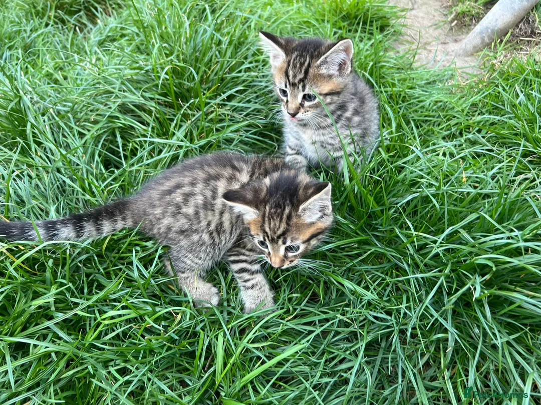 Mixed Breed cats for sale: Beautiful kittens  - Advert 2