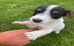 Jack Russell dogs for sale: Jack Russell terrier puppies - Image 1