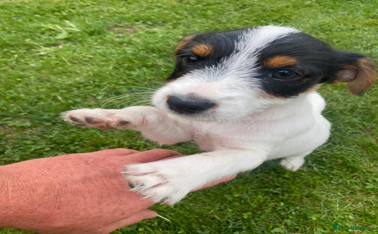 Jack Russell dogs - Advert 16