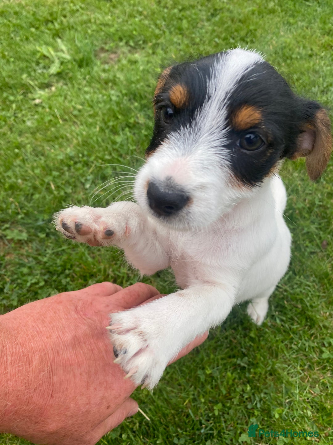 Jack Russell dogs for sale: Jack Russell terrier puppies - Image 1