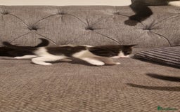 Mixed Breed cats for sale: 5 cute kittens, good natured mum needing homes  - Image 11