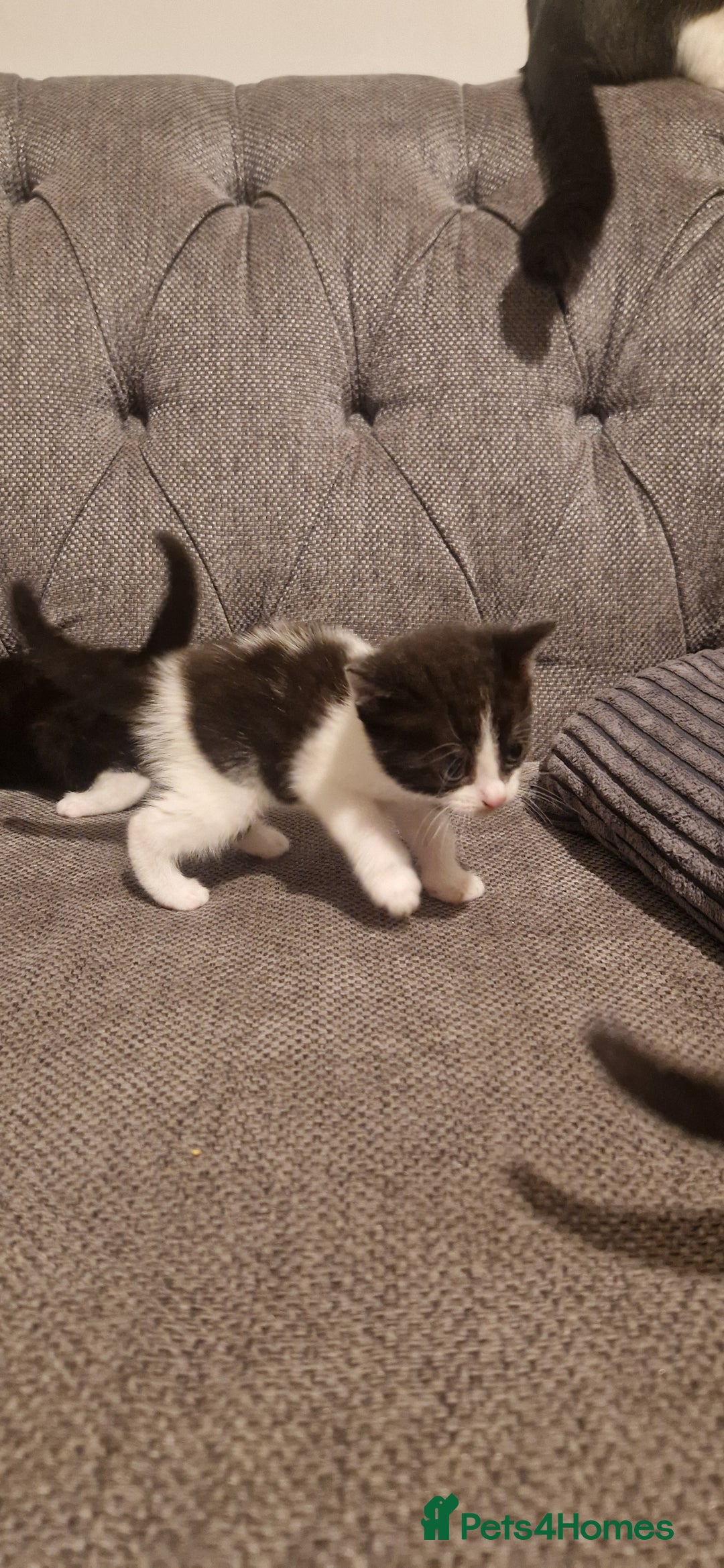 Mixed Breed cats for sale: 5 cute kittens, good natured mum needing homes  - Image 11
