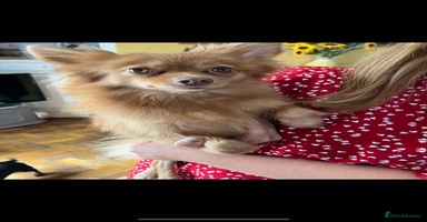 Pomeranian dogs - Advert 2