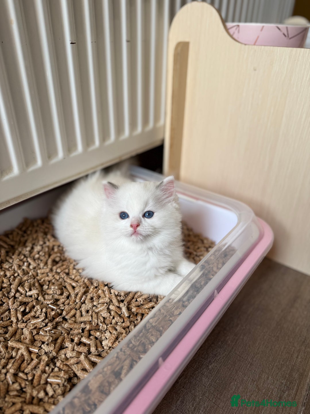 Ragdoll cats for sale: European ragdolls  - Image 5