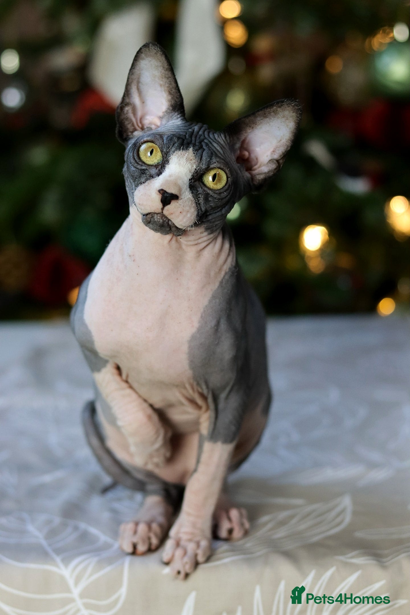 Sphynx cats Bloodline Sphynx Kittens  - Advert 4