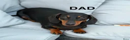 Dachshund dogs for sale: Miniature Dachsund Pups - Advert 17