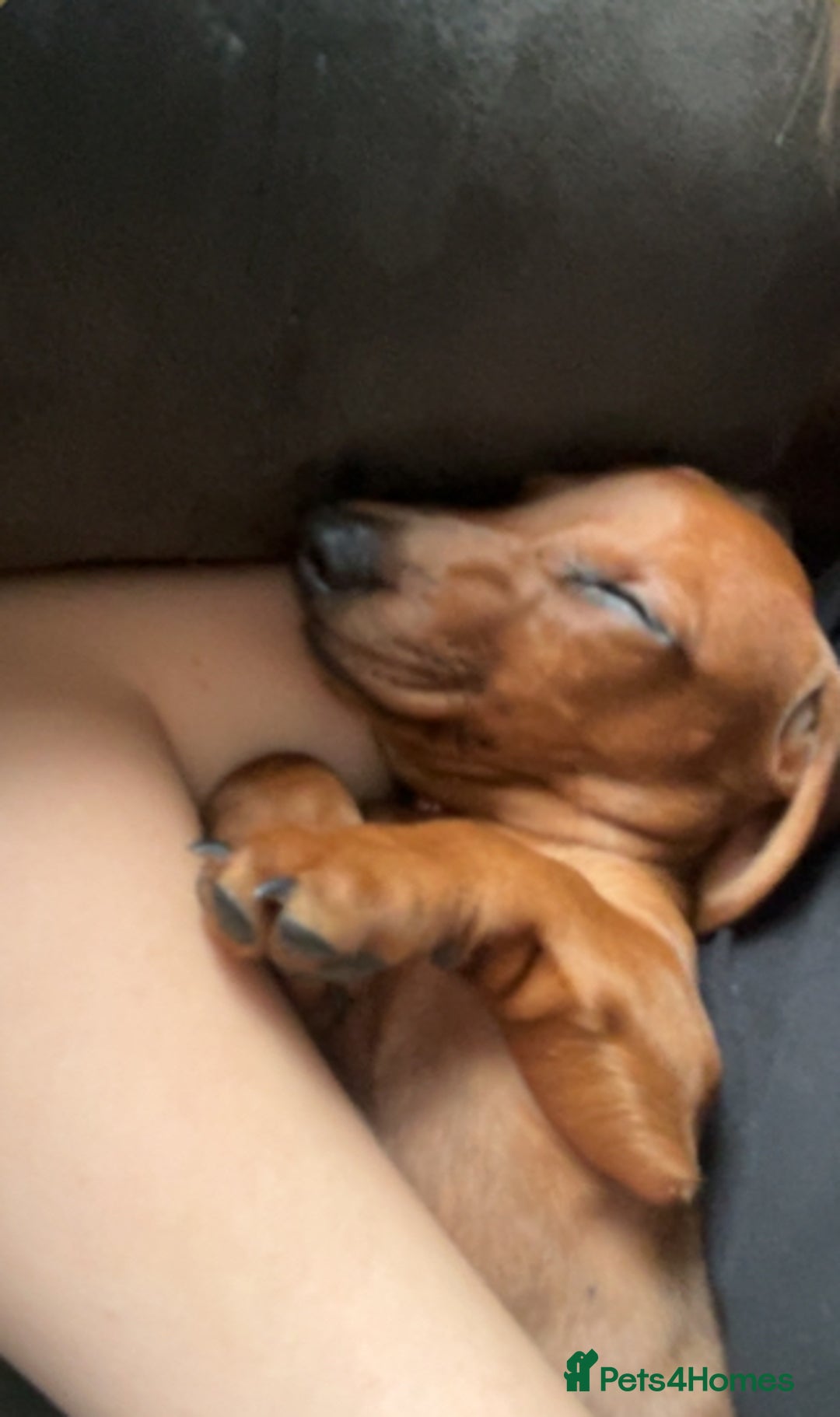 Dachshund dogs for sale: Ready now! Dachshund puppy/sausage dog 1 girl left - Image 5