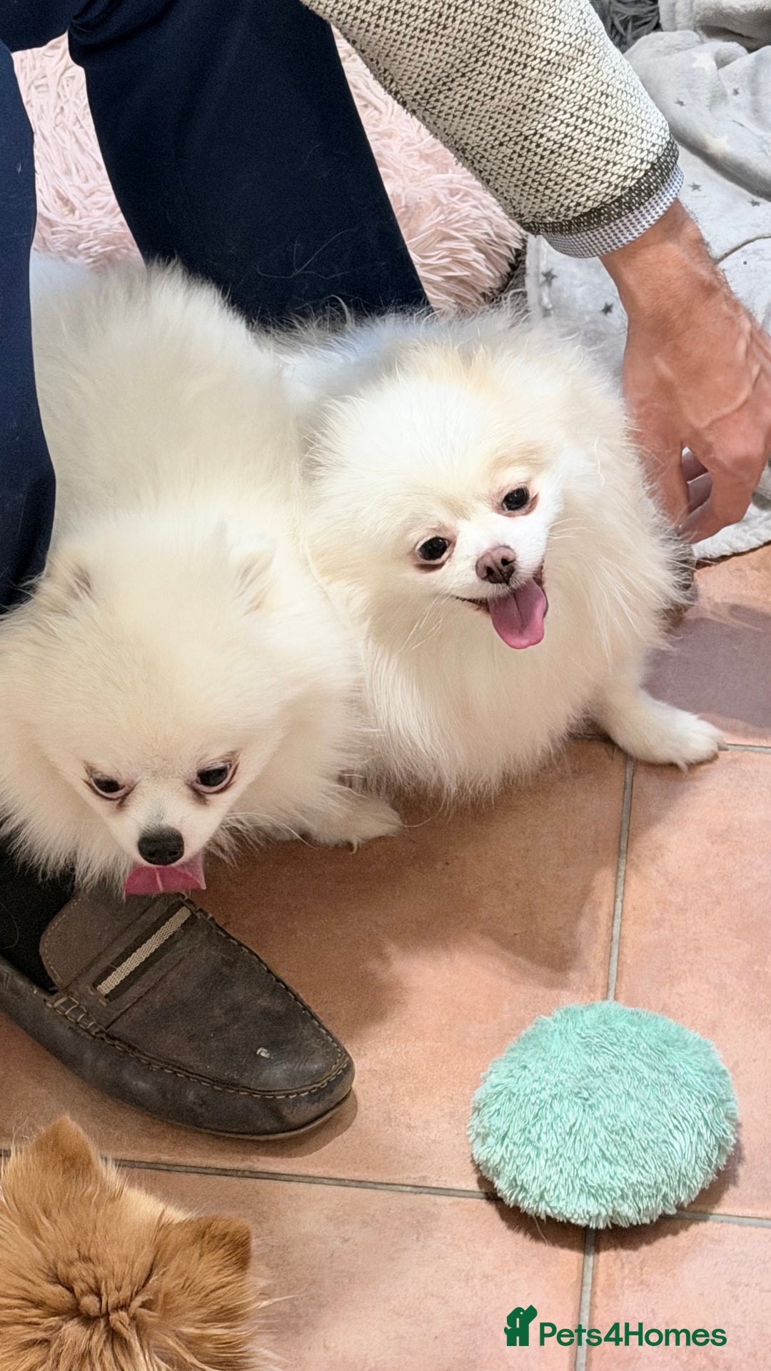 Pomeranian dogs for stud: Stud Pomeranian white  - Advert 4