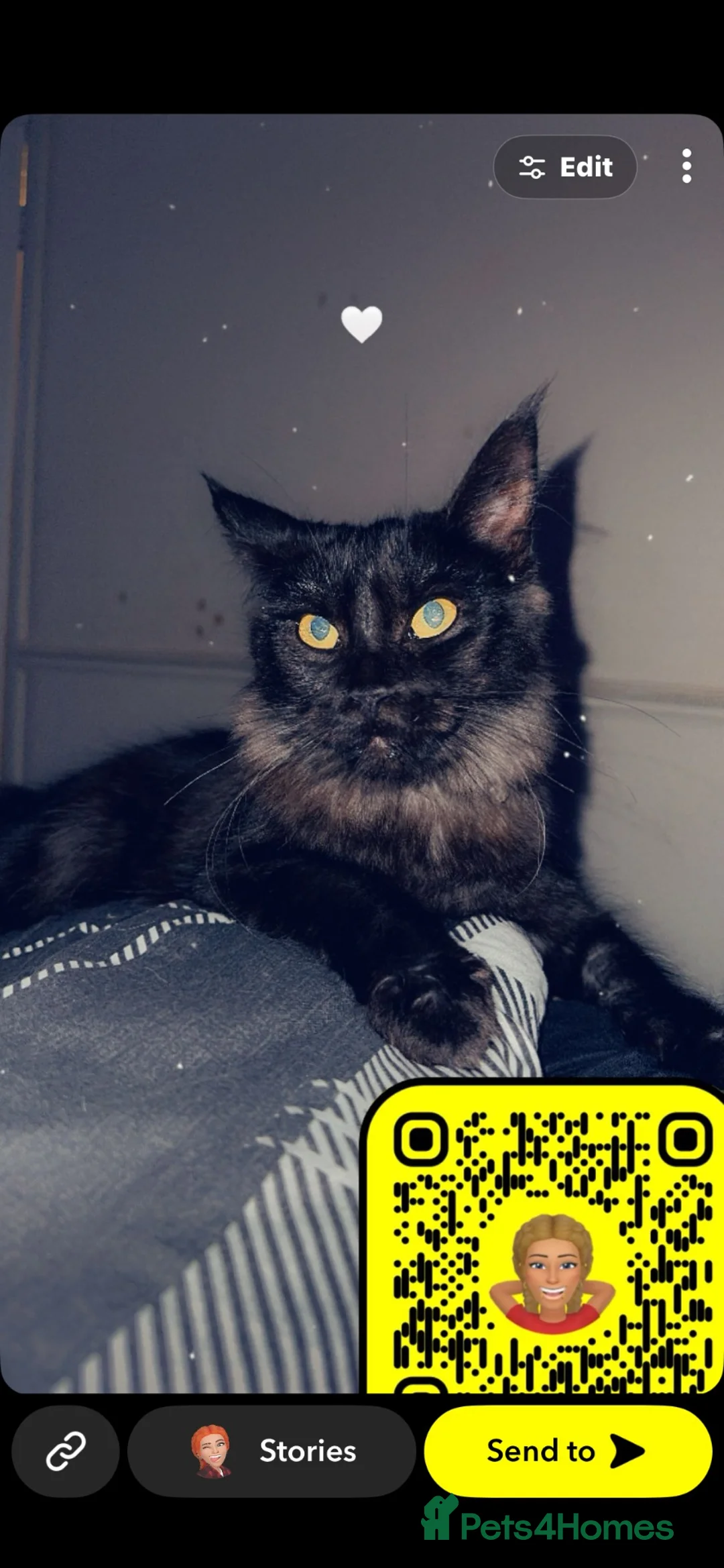 Maine Coon cats for sale: Mainecoon kittens  - Advert 1