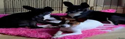 Mixed Breed dogs for sale: Italian greyhound/papillon cross in Wellingborough - Advert 3