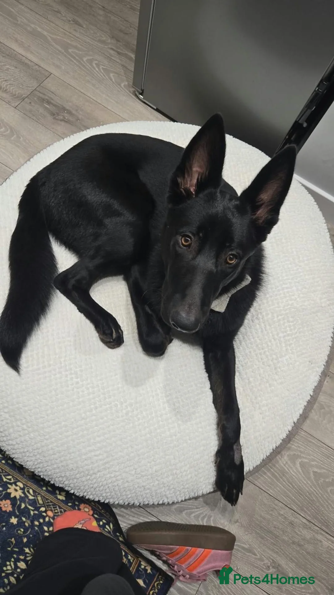 German Shepherd dogs for adoption: Sirius Black – Your New Magical Best Friend! 🪄🖤 in Hengoed - Advert 2