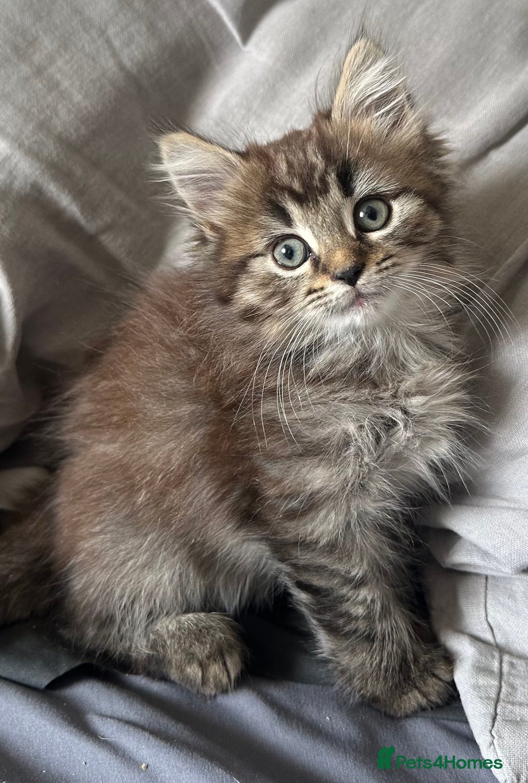Mixed Breed cats for sale: Beautiful mixed breed kittens - Image 8