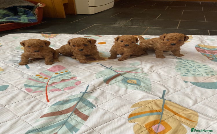 Toy Poodle dogs - Advert 14