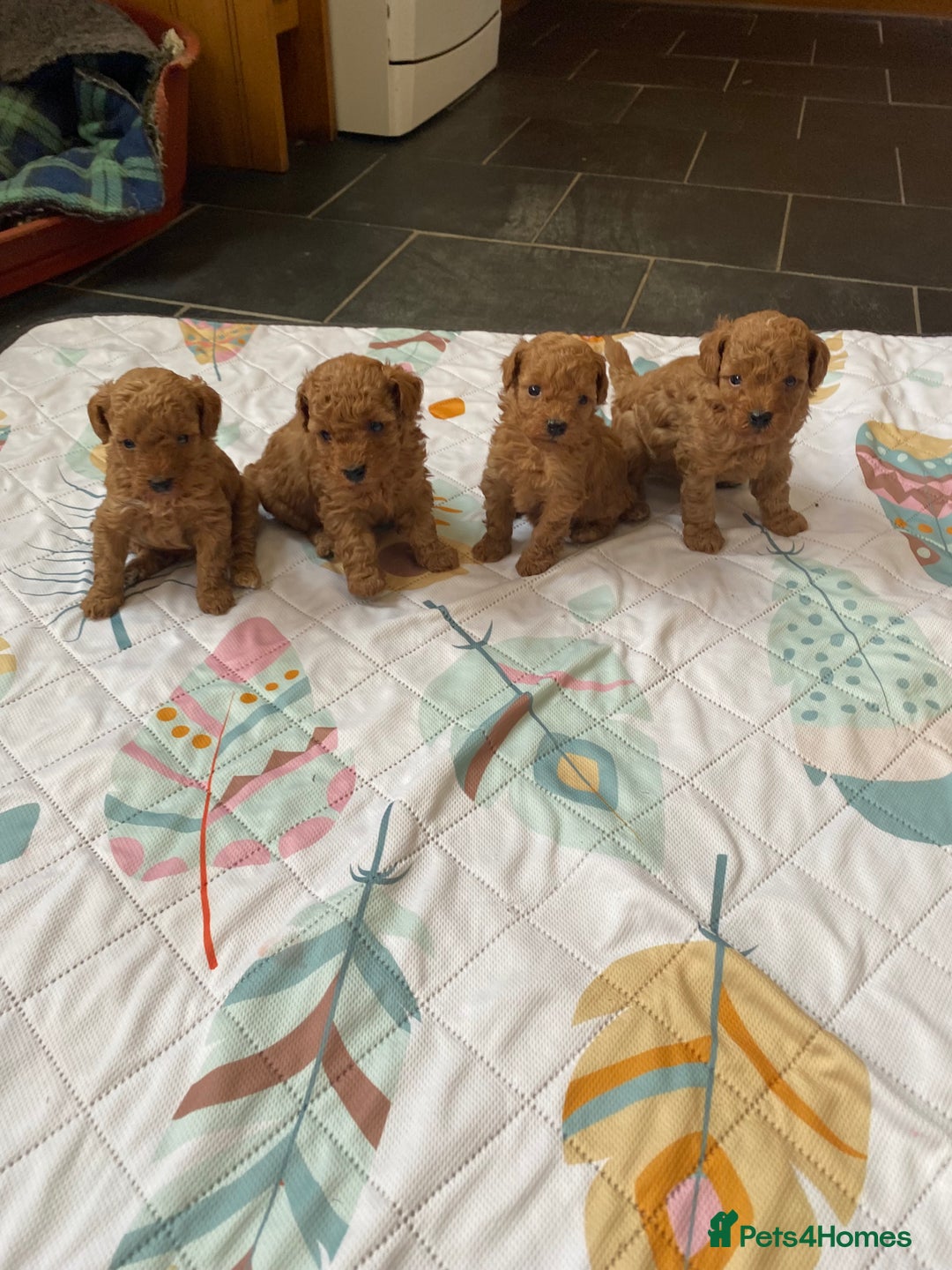 Toy Poodle dogs for sale: ⭐️ Licensed Breeder ⭐️ Toy Poodles Show Lines - Image 1