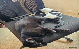 Mixed Breed cats for sale: Chocolate chip and Oreo in Enfield - Image 15