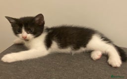 Ragdoll cats for sale: Ragdoll Cross Kittens - Advert 9