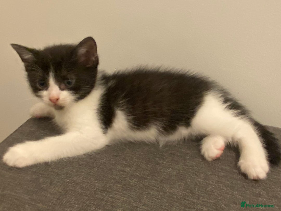 Ragdoll cats for sale: Ragdoll Cross Kittens - Advert 9