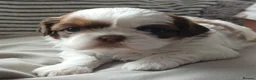 Shih Tzu dogs for sale: Beautiful  shihtzu  - Advert 10