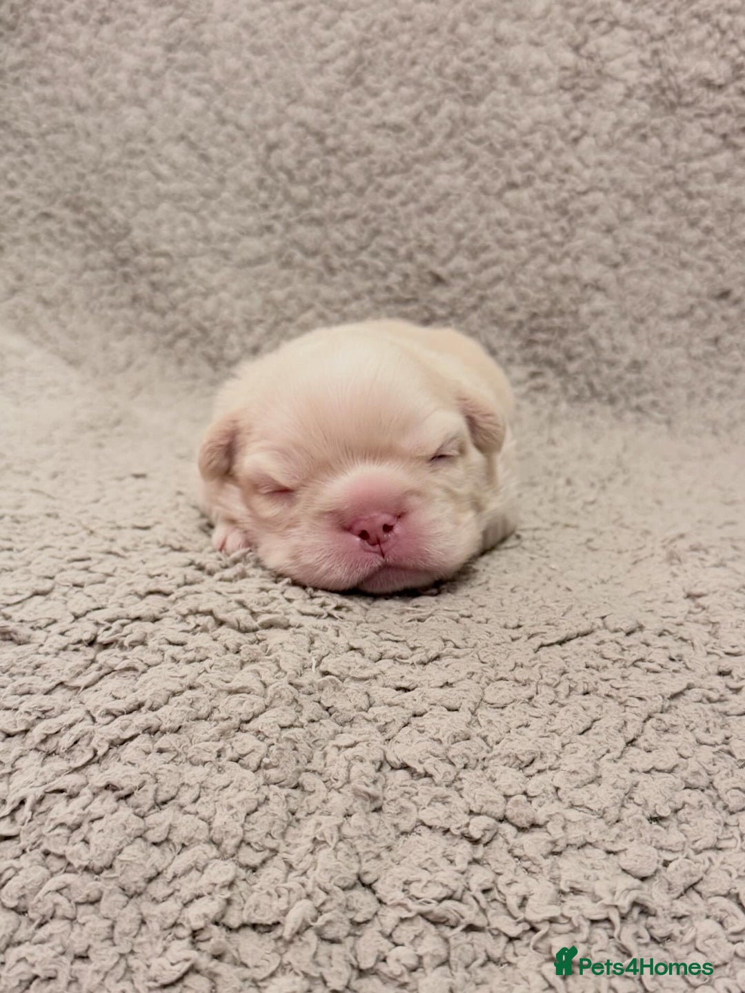 French Bulldog dogs for sale: 🔥Outstanding Quality Fluffy Frenchies🔥 - Advert 17