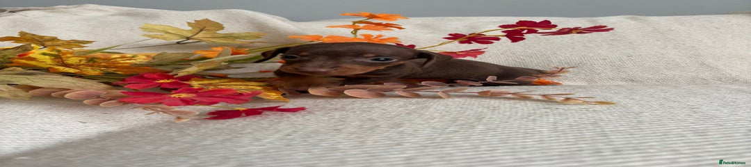 Miniature Dachshund Puppy 4