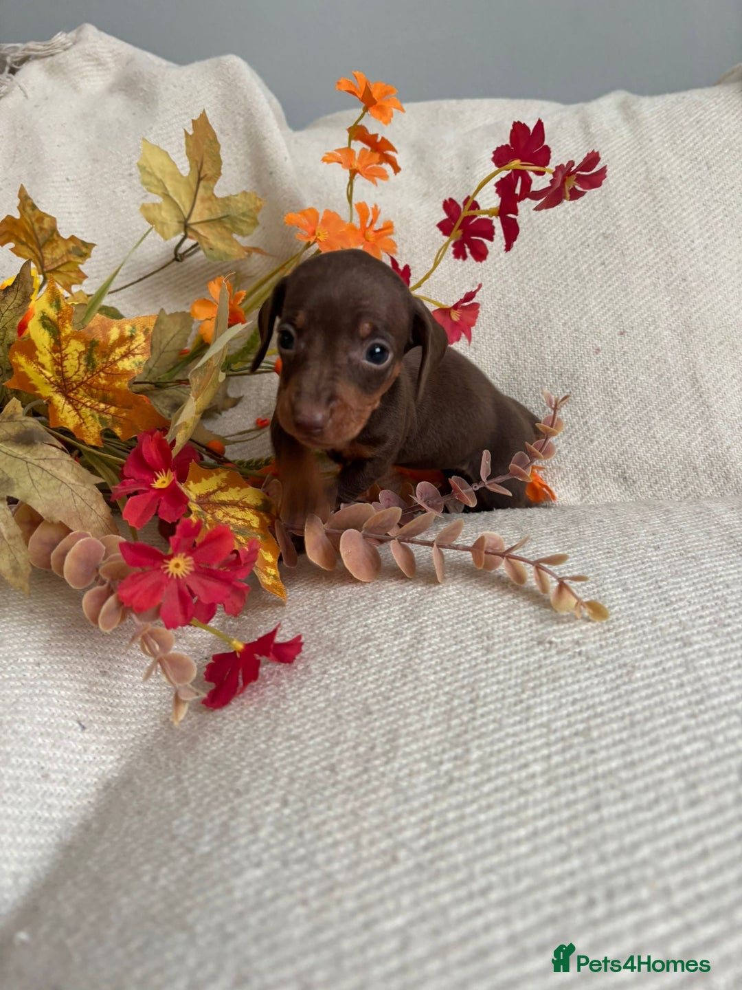 Miniature Dachshund dogs for sale: Beautiful chocolate and tan miniature dachshund  - Image 11