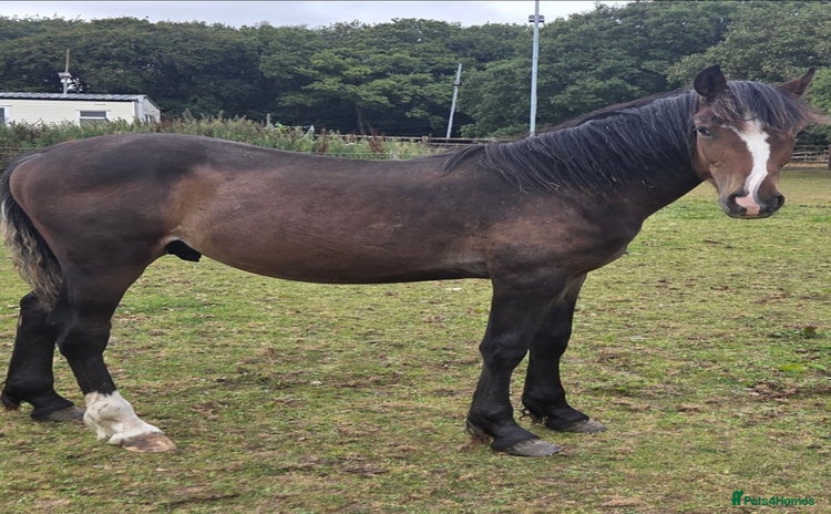 Welsh Section D horses - Advert 1