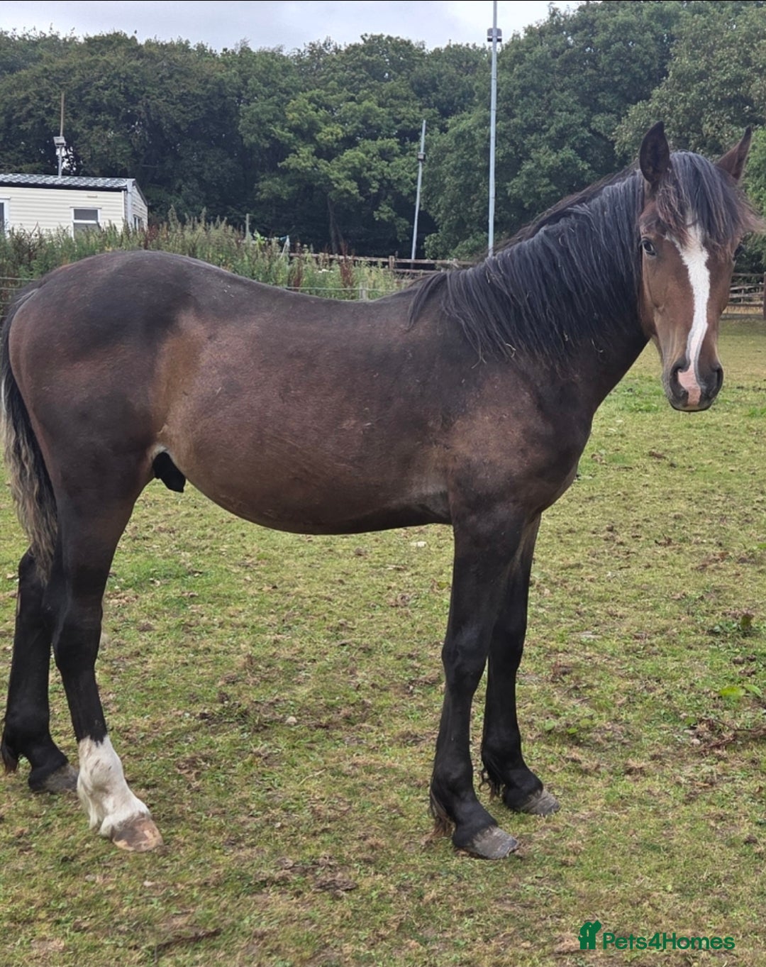Welsh Section D horses for sale: Section D  - Image 1