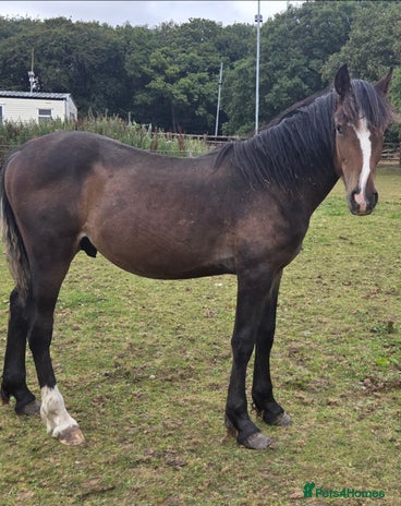 Welsh Section D horses - Advert 2
