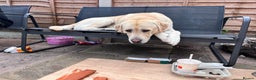 Labrador Retriever dogs for sale: Hugo - 5 - Advert 7