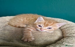 Scottish Fold cats for sale: Scottish fold kittens with straight ears - Advert 23