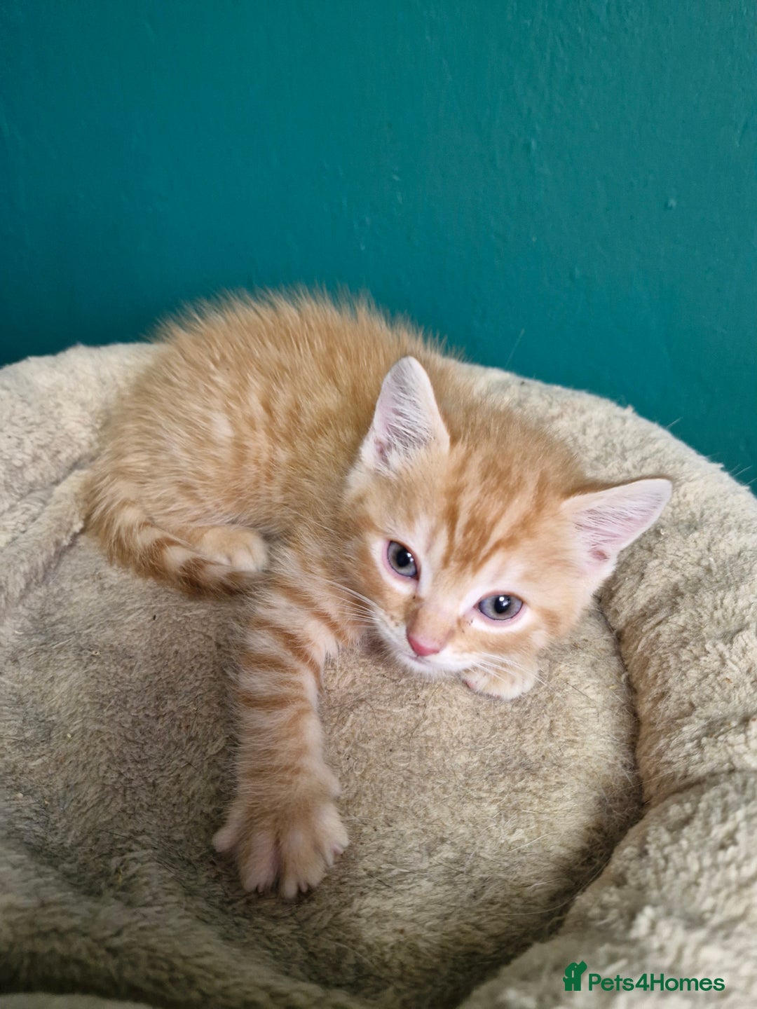 Scottish Fold cats for sale: Scottish fold kittens with straight ears - Advert 23