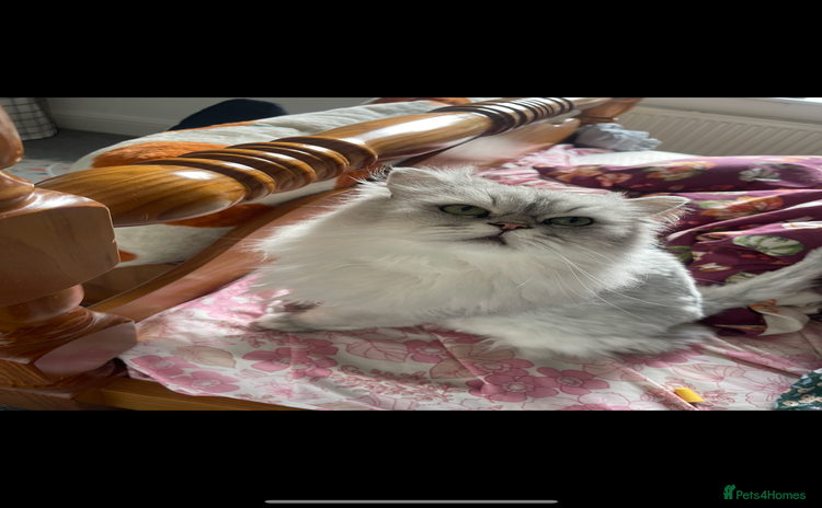 Persian cats - Advert 1