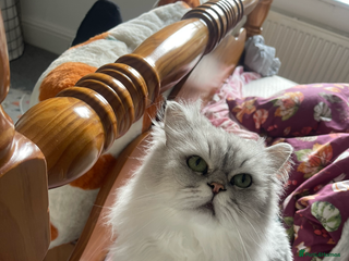 Persian cats for sale: 4 year old Persian boy. - Advert 1