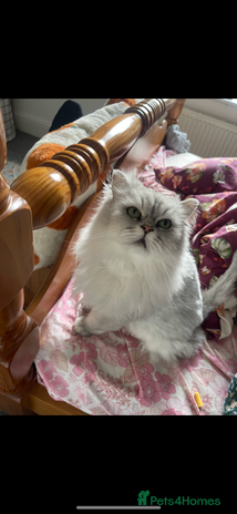 Persian cats 4 year old Persian boy. - Advert 10